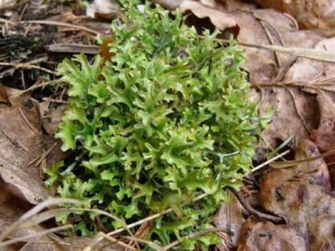 Cetraria disebabkan oleh parasit dalam badan