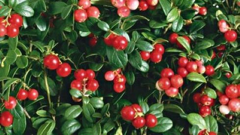 Cranberry terhadap parasit dalam badan