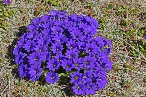 Demam akar parasit dalam badan