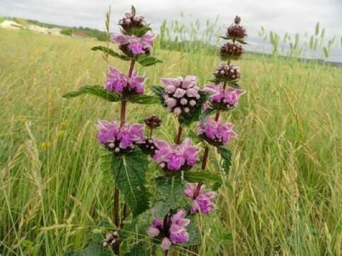 Tumbuhan bijih besi daripada parasit dalam badan
