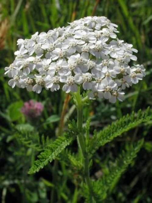 Yarrow terhadap parasit dalam badan