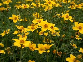 sejumlah parasit dalam badan