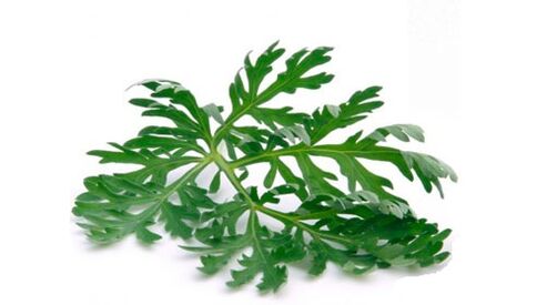 Wormwood untuk membuang parasit dari badan