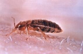 Bug pepijat adalah parasit yang memakan darah manusia