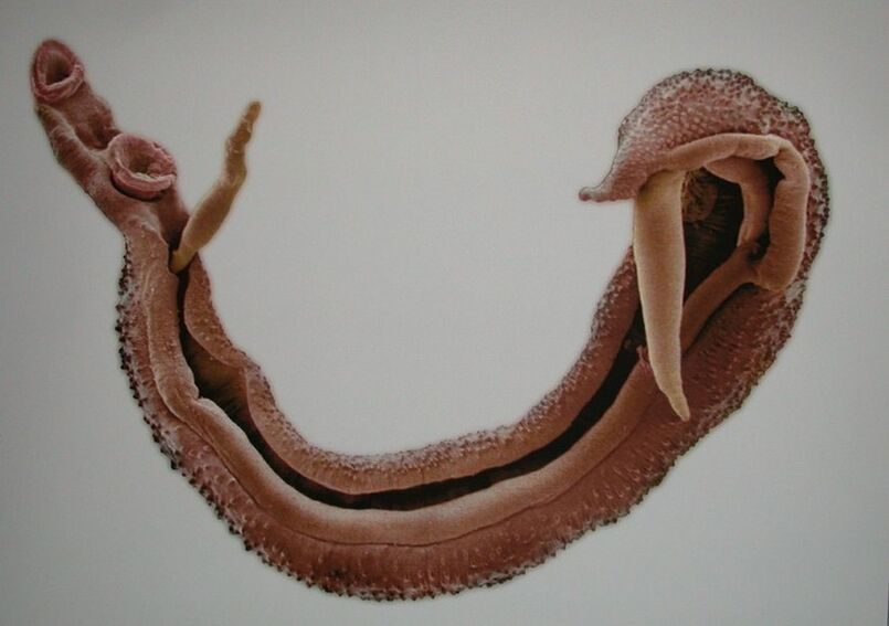 Schistosomes adalah parasit berbahaya dalam darah manusia