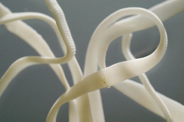 Ascaris ialah nematod dan tergolong dalam susunan cacing gelang