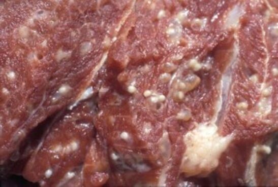 Daging tercemar dengan trichinella - parasit berbahaya